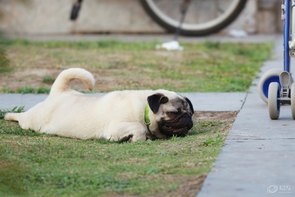 【欢乐萌宠第十一季】乘凉的狗狗