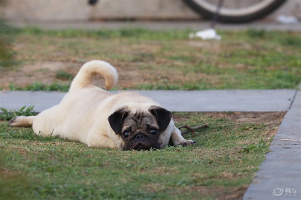 【欢乐萌宠第十一季】乘凉的狗狗