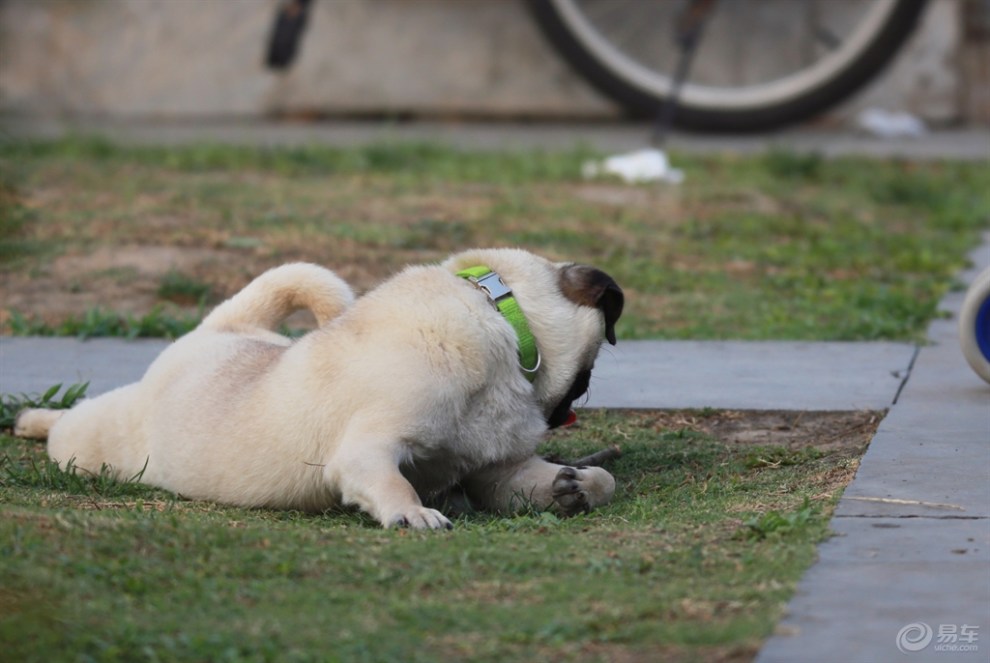 【欢乐萌宠第十一季】乘凉的狗狗