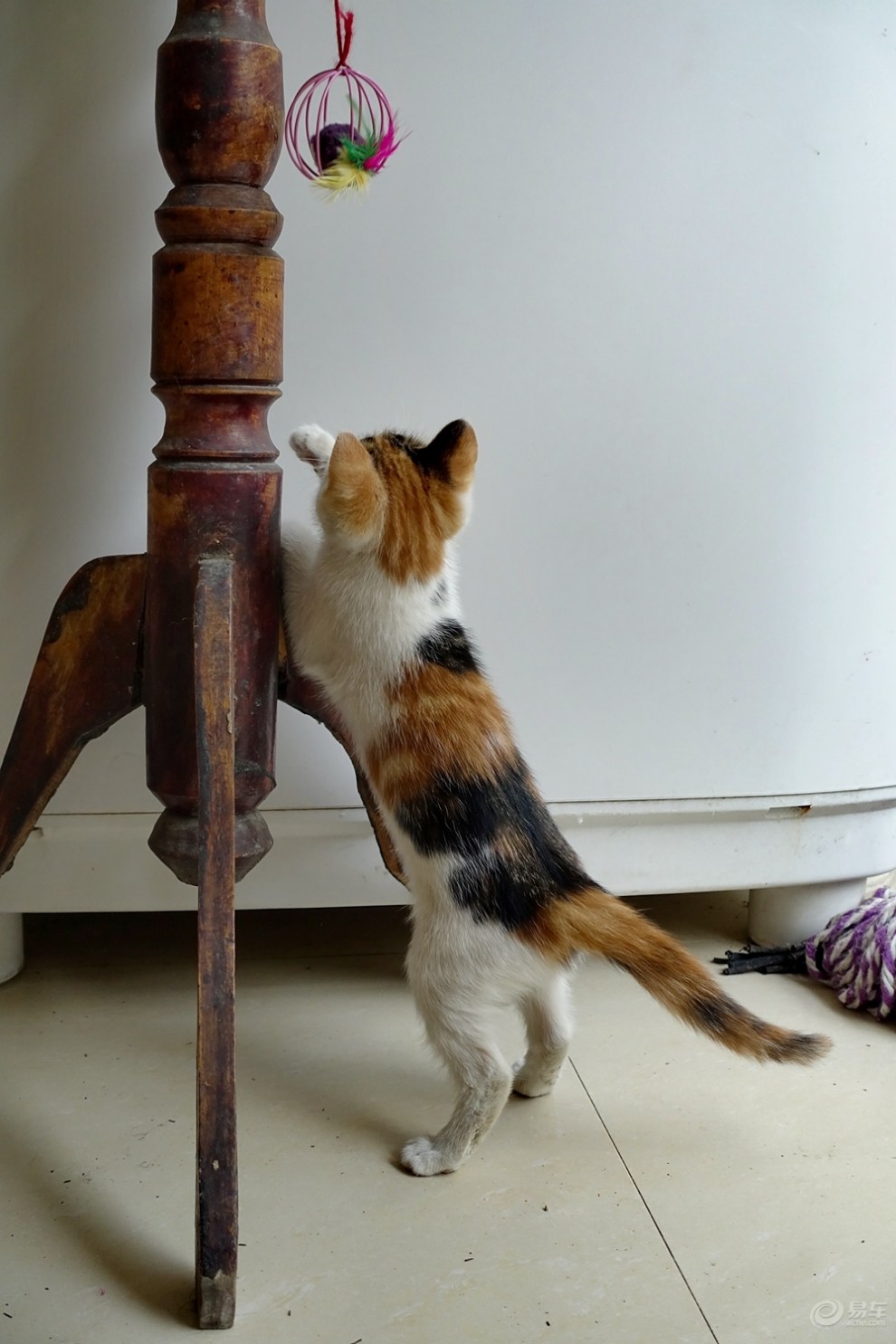 小猫咪的跳跃(三)