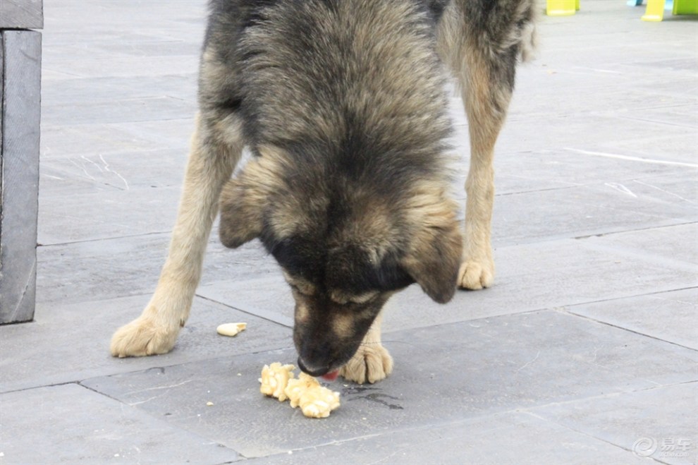 【随拍狗狗】贪吃的狗狗