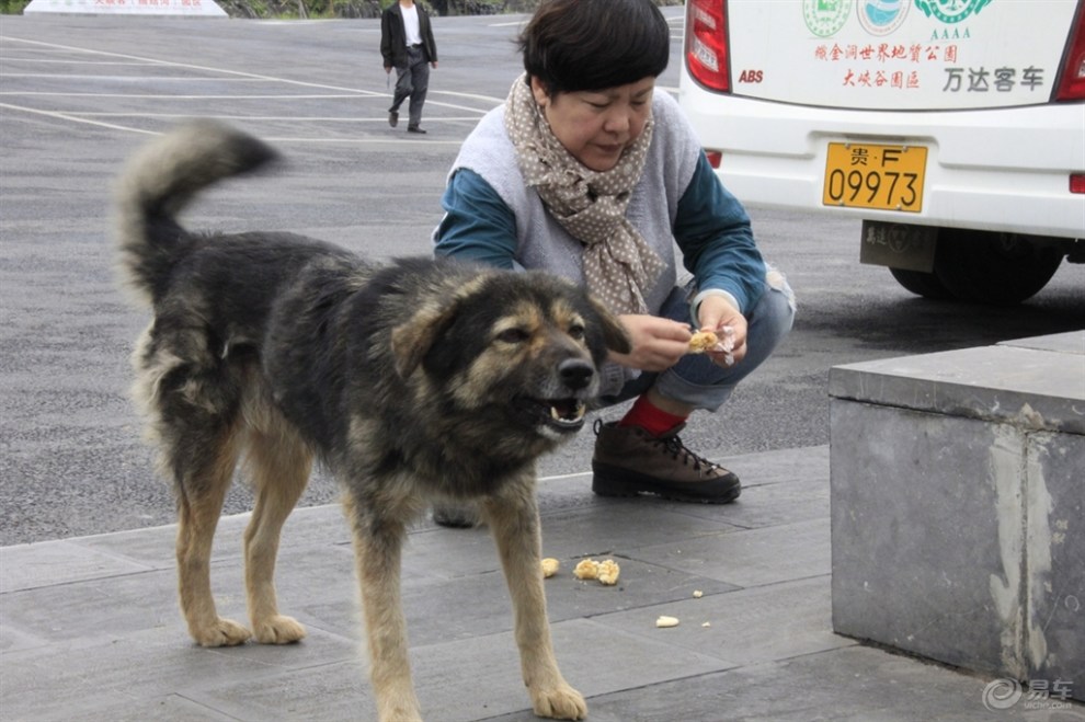 【欢乐萌宠第十一季】讨吃的狗狗