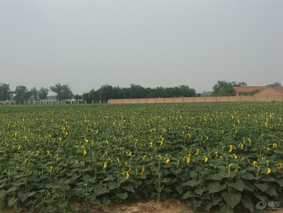 司马庄采摘园游记(跪求精华)