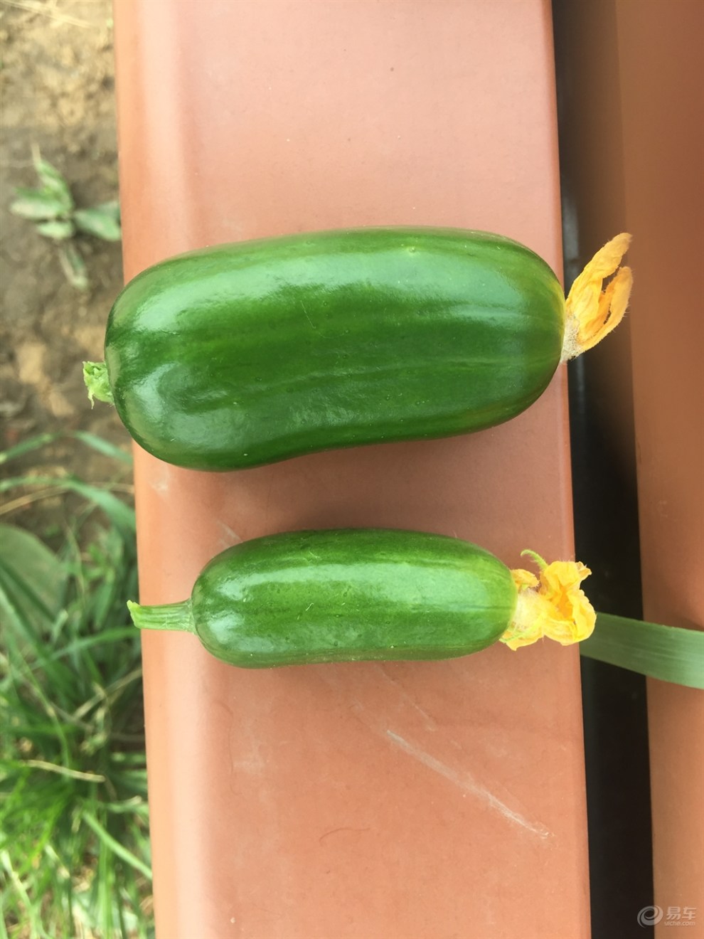 司马庄采摘园游记(跪求精华)