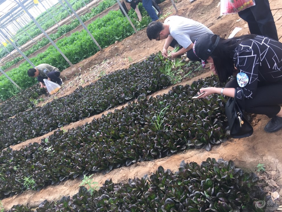 司马庄采摘园游记(跪求精华)