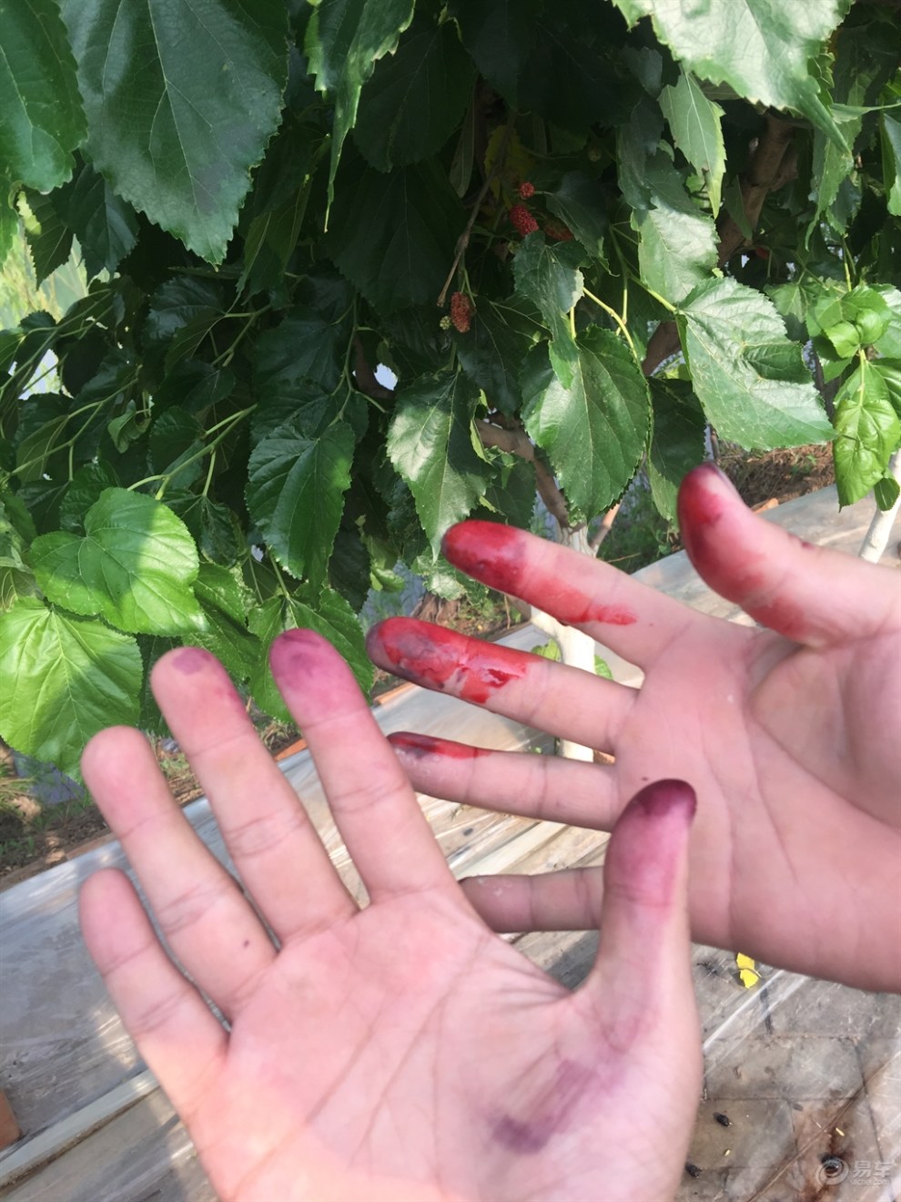 司马庄采摘园游记(跪求精华)