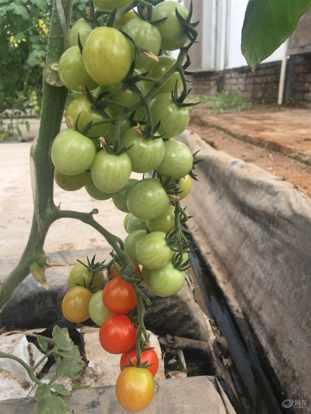 司马庄采摘园游记(跪求精华)