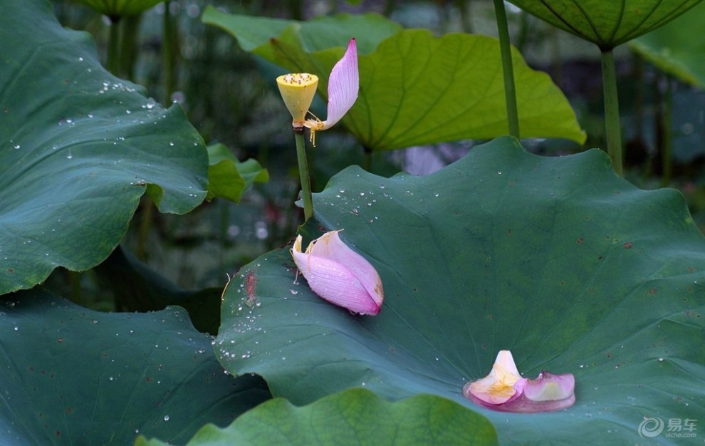 带你欣赏雨中荷花