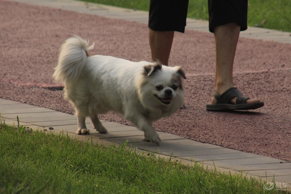 【随拍狗狗】路上的小巴狗