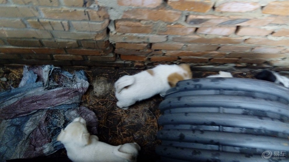 【随拍】流浪狗的宝宝