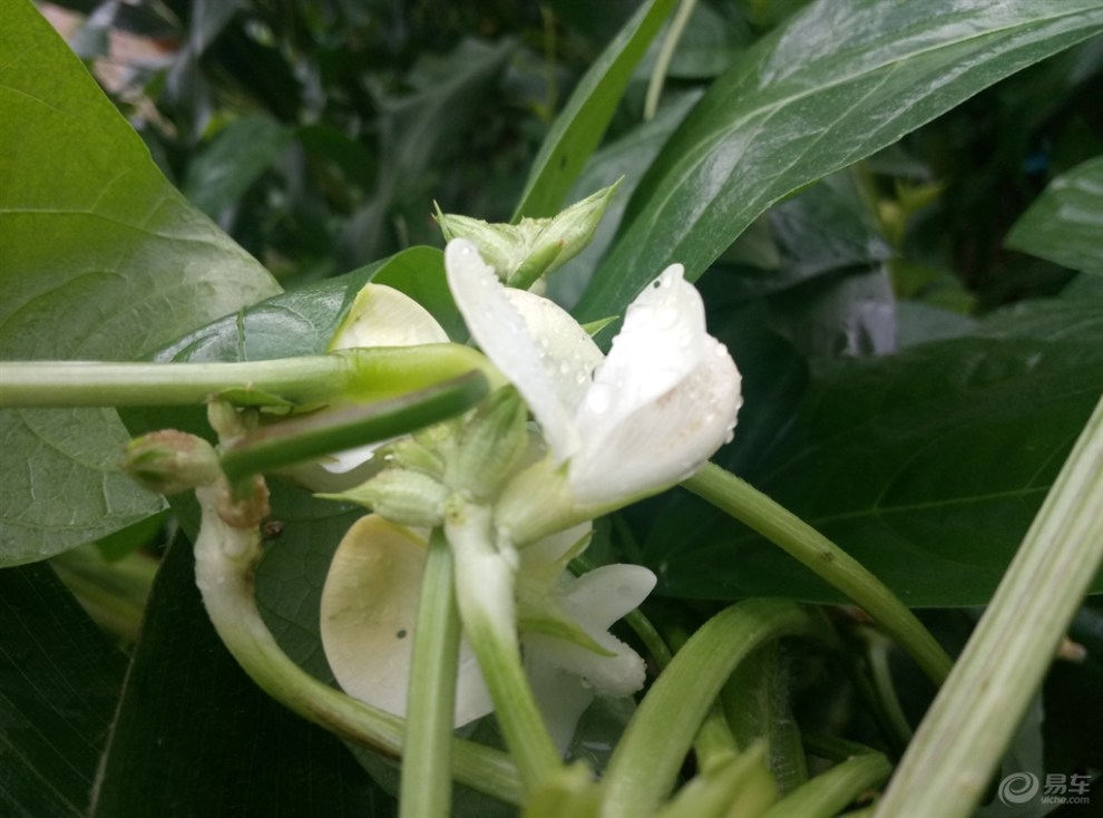 白豆角花