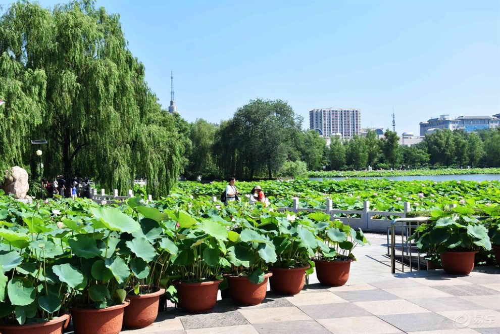 【遊記】北京蓮花池公園賞荷花