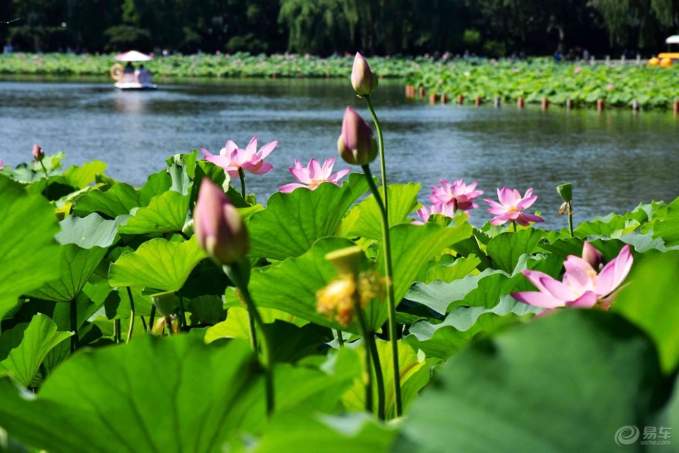 【遊記】北京蓮花池公園賞荷花