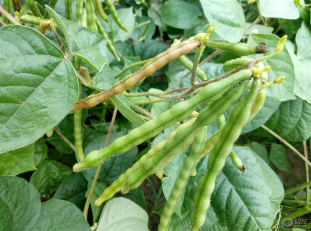 【绿豆角】_安徽社区图片集锦_汽车论坛-易车网