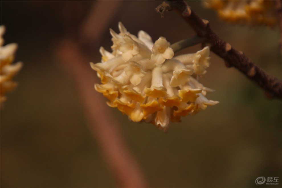 結香花.香氣撲鼻