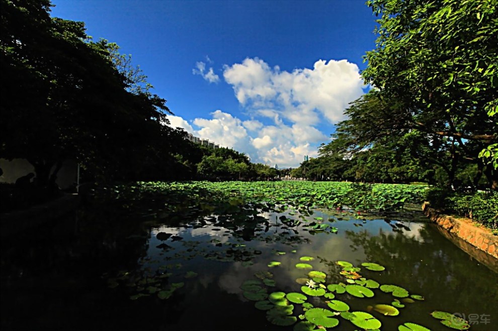 【深圳長安車友會】535逝水 觀賞荷花之東湖公園