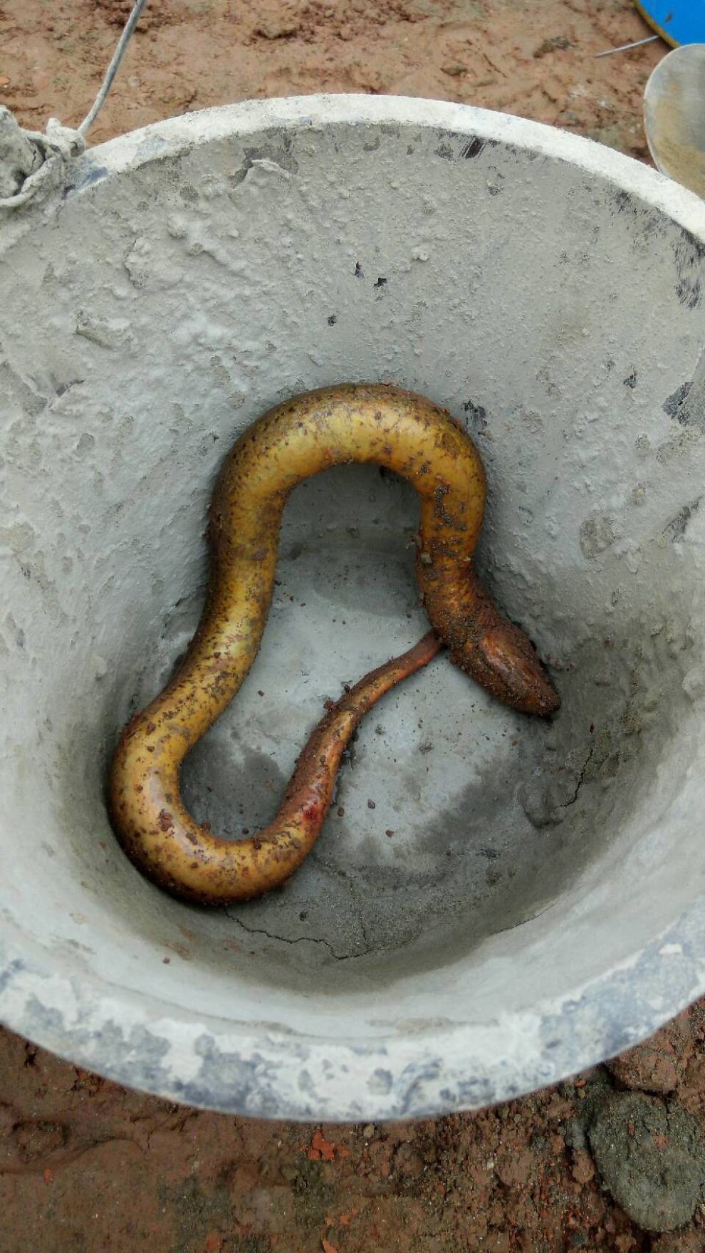 《四川长安家族》开小奔去逮稻花鱼