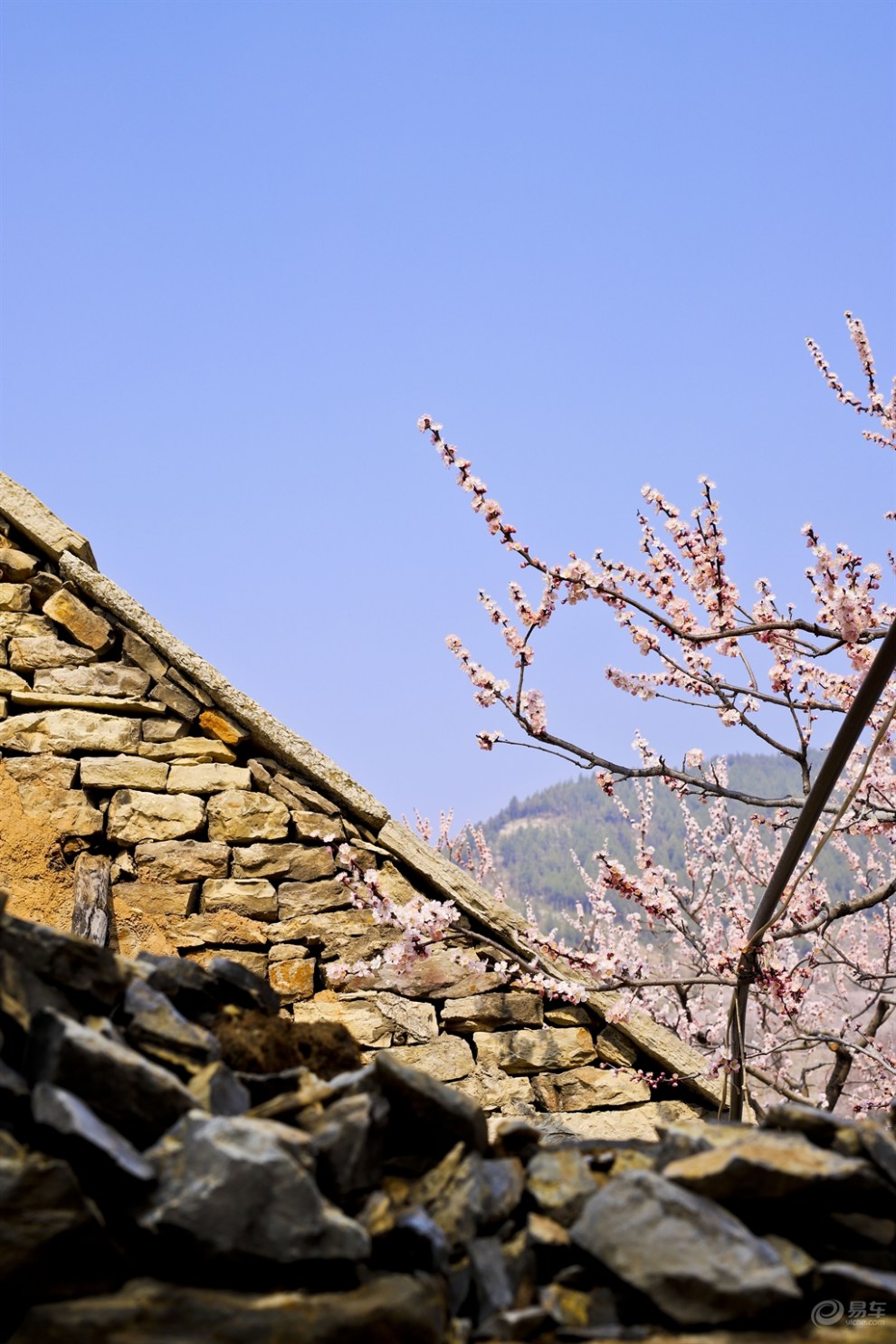 杏花村里开杏花