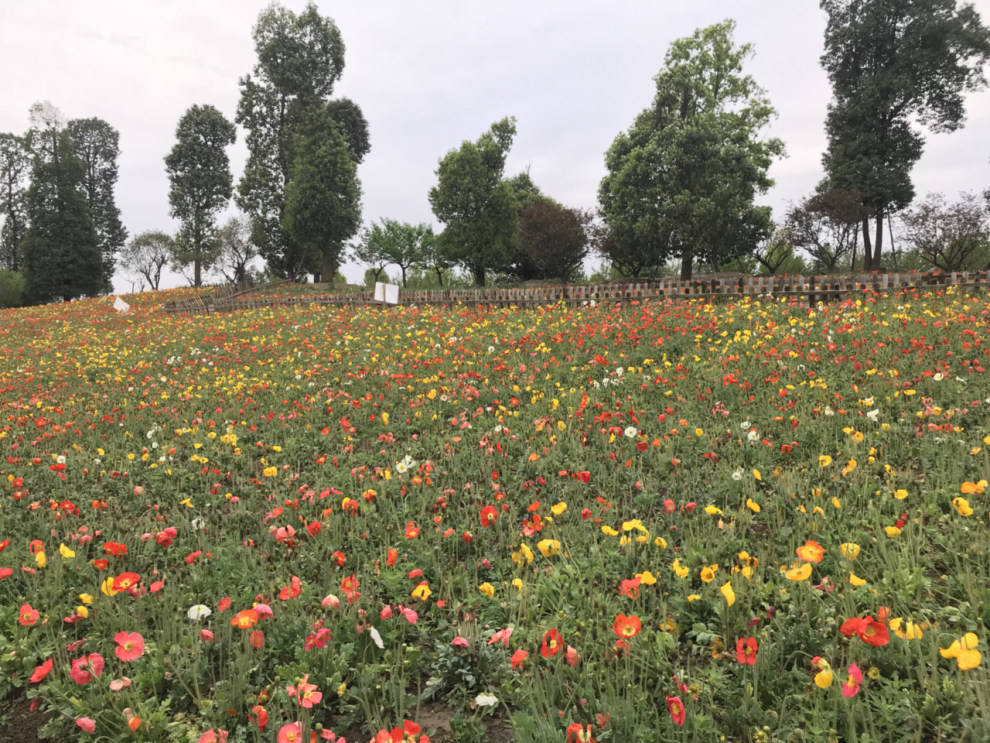 【四川長安家族】週末近郊花海遊