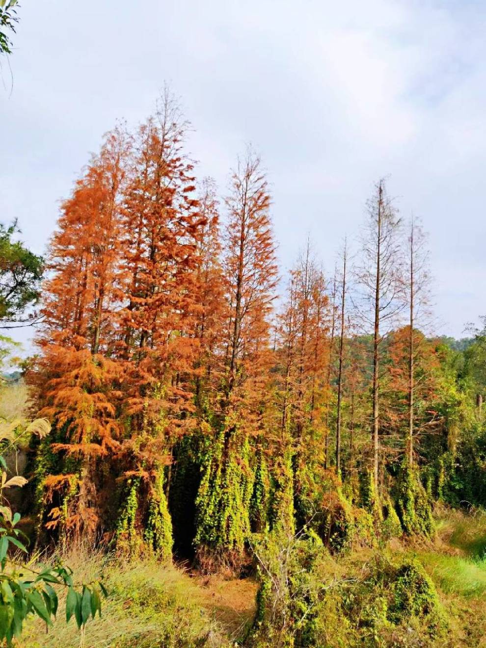最美仙境五桂山水杉林