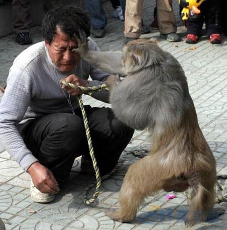 耍猴人耍猴不成反被猴"耍"