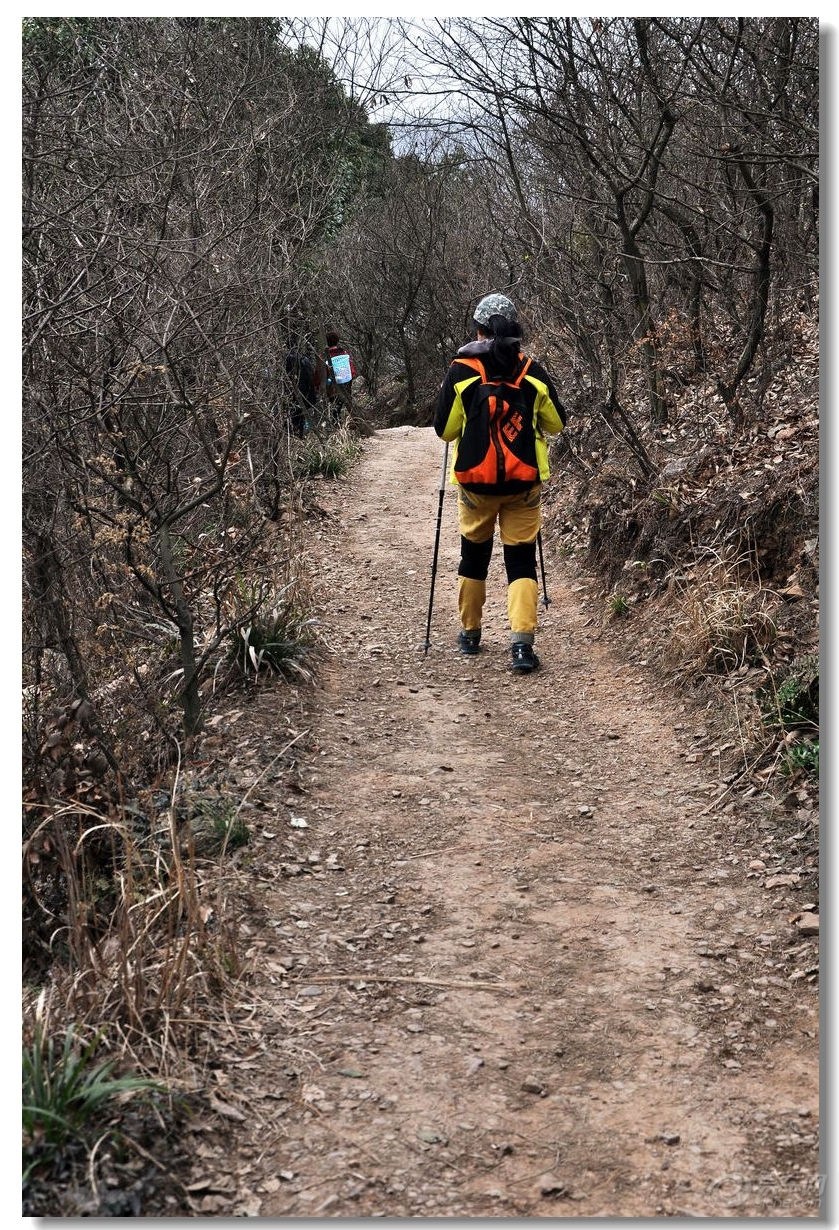 【寻路传奇no.2】周末登山赏嫩绿