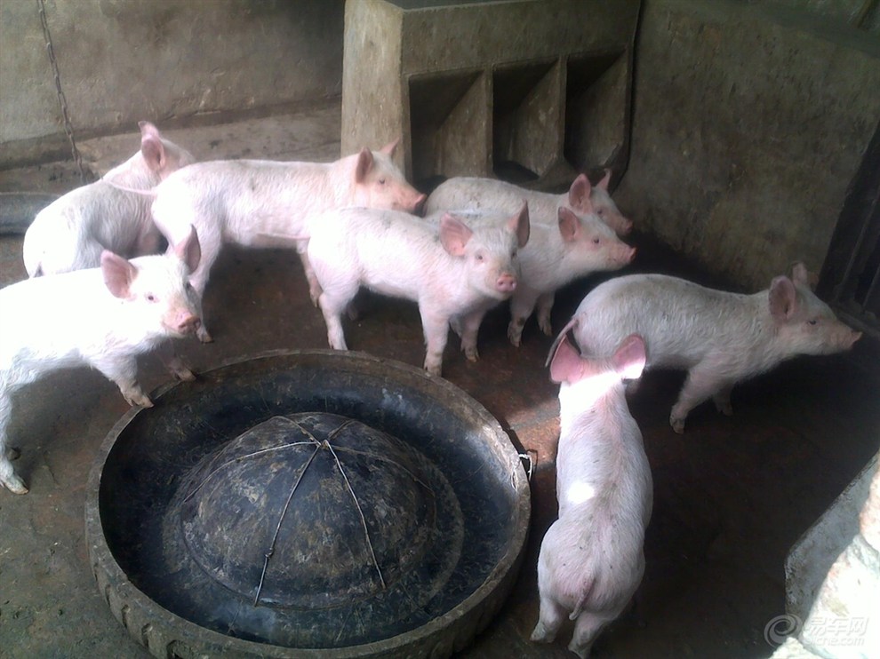 【雪狼下基层汇报第十四季】之猪羊满圈