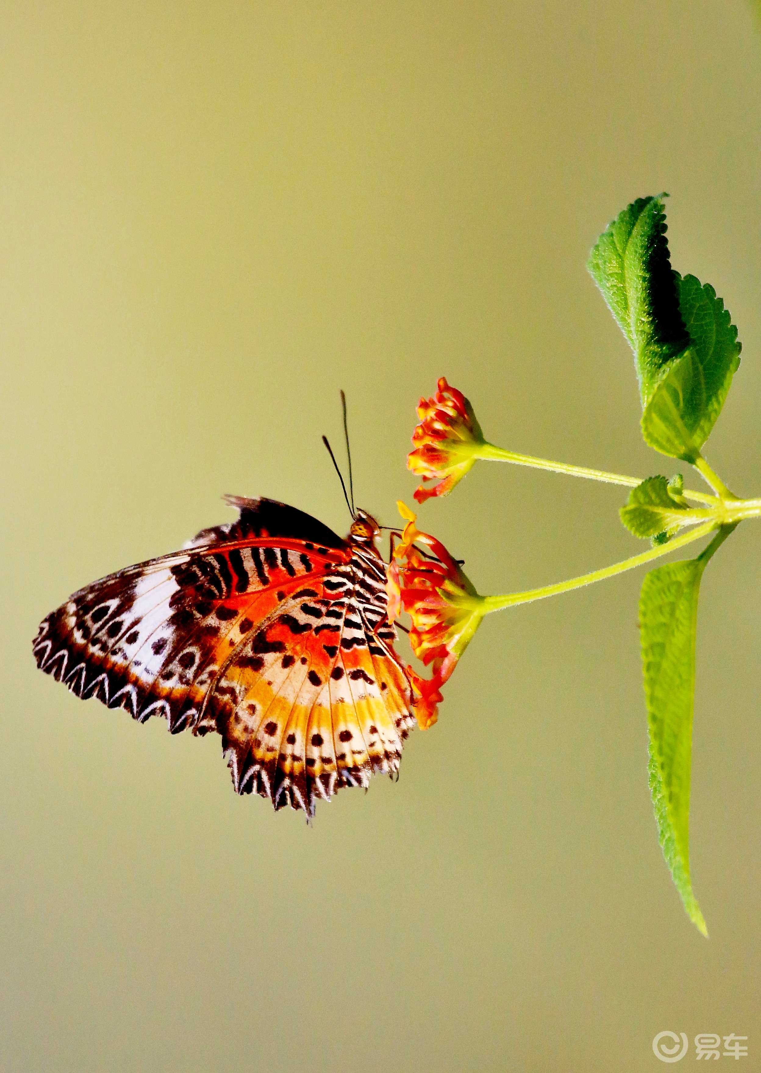 广东深度游3肇庆鼎湖山的蝴蝶谷幽静峡谷探寻拍蝴蝶
